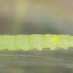 Lyonetia prunifoliella - Sleedoornhangmatmot
