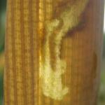 Nonagria typhae - Lisdoddeboorder