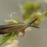 Coleophora mayrella - Kamsprietkokermot