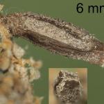 Coleophora saxicolella - Donkere meldekokermot
