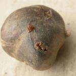 Phtorimaea operculella - Aardappelmot