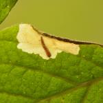 Perittia herrichiella - Gevlekte kamperfoeliemineermot