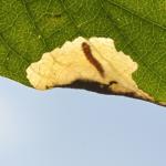 Perittia herrichiella - Gevlekte kamperfoeliemineermot