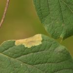 Perittia herrichiella - Gevlekte kamperfoeliemineermot