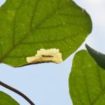 Perittia herrichiella - Gevlekte kamperfoeliemineermot