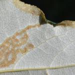 Phyllocnistis unipunctella op Populus balsamifera - Arlon ~ Domaine Privé (Luxemburg) 25-08-2018 ©Steve Wullaert 