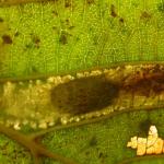 Phyllonorycter froelichiella - Oranje elzenvouwmot