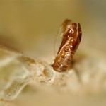 Phyllonorycter lautella - Prachteikenvouwmot