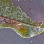 Phyllonorycter quinqueguttella - Kruipwilgvouwmot