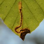 Stigmella hemargyrella - Furfooz ~ Parc naturelle de Furfooz (Namen) 09-10-2021 ©Steve Wullaert