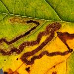 Stigmella lemniscella - Iepenbladrandmineermot