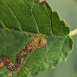 Stigmella lemniscella - Iepenbladrandmineermot