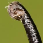 Coleophora vibicella - Grote goudkokermot