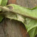 Scrobipalpa acuminatella - Distelzandvleugeltje