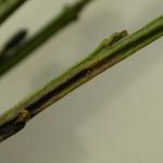 Trifurcula immundella - Gewone drievorkmot