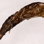 Phyllonorycter messaniella - Veelvraatvouwmot