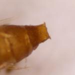 Phyllonorycter nicellii - Hazelaarvouwmot