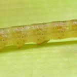 Nonagria typhae - Lisdoddeboorder