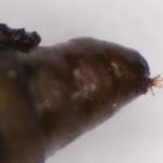 Argyresthia reticulata - Zuidelijke pedaalmot