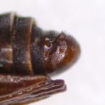 Bucculatrix bechsteinella - Meidoornooglapmot