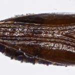 Bucculatrix cidarella - Elzenooglapmot