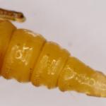 Phyllonorycter salicicolella - Wilgenvouwmot