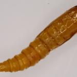 Phyllonorycter salicicolella - Wilgenvouwmot