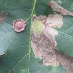 Tischeria decidua - Hoefijzervlekmot