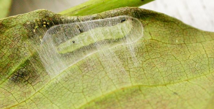 Caloptilia roscipennella (Hübner, 1796) | Werkgroep Bladmineerders