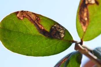 Rhopobota ustomaculana - Prachtbosbesbladroller