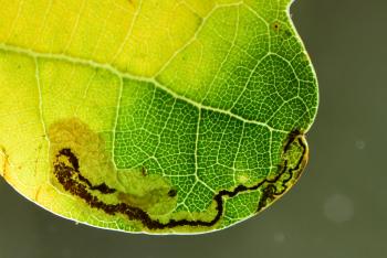 Stigmella atricapitella - zwartkopeikenmineermot