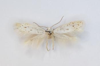 Elachista elsaella - Nismes ~ La Roche Trouée (NA), 21.v.1982, leg. Francis Coenen, gen. det. Steve Wullaert ©Chris Steeman Elachista elsaella - Grote peper-en-zoutmineermot