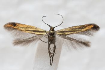 Coleophora frischella - verborgen metaalkokermot