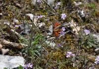 Aglais urticae - Furfooz ~ Parc Naturelle de Furfooz (Namen) 07-04-2018 ©Steve Wullaert
