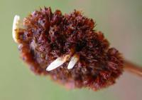 Coleophora alticolella - Gewone ruskokermot