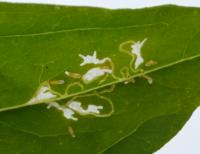 Coleophora saponariella - De Panne ~ Krakeelduinen (West-Vlaanderen) 03-07-2021 ©Steve Wullaert