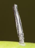 Coleophora saponariella - Zeepkruidkokermotje