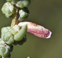 Coleophora aestuariella - Roze schorrenkruidkokermot