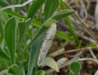 Coleophora galbulipennella - Duinsilenekokermot