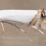 Leucoptera sinuella - Populierensneeuwmot