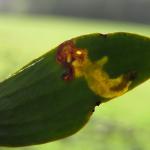 Celypha woodiana - Maretakbladroller