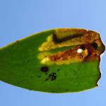 Celypha woodiana - Maretakbladroller
