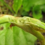 Acrolepiopsis assectella - Preimot