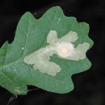 Tischeria ekebladella - Gewone eikenvlekmot