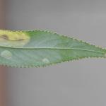 Phyllonorycter pastorella - Late wilgenvouwmot