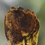 Leucoptera malifoliella - Appelsneeuwmot
