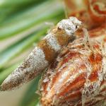 Cedestis gysseleniella - Nassaubandmot