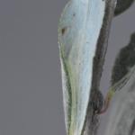 Phyllonorycter quinqueguttella - Kruipwilgvouwmot