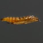 Phyllonorycter tenerella - Haagbeukvouwmot