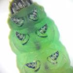 Argyresthia fundella - Grofgevlekte pedaalmot